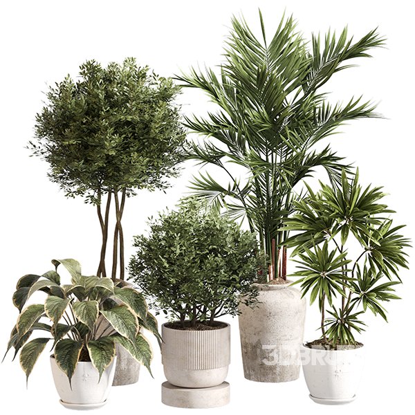 Indoor Plant Set 0153 Image 1