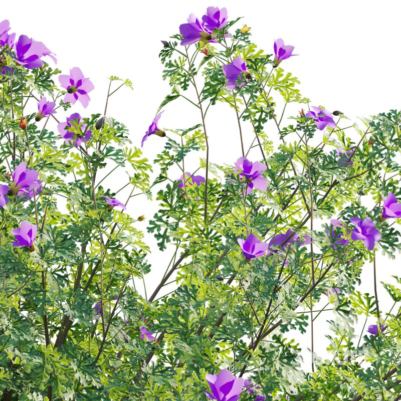 Alyogyne huegelii – Blue Hibiscus 01 Image 5