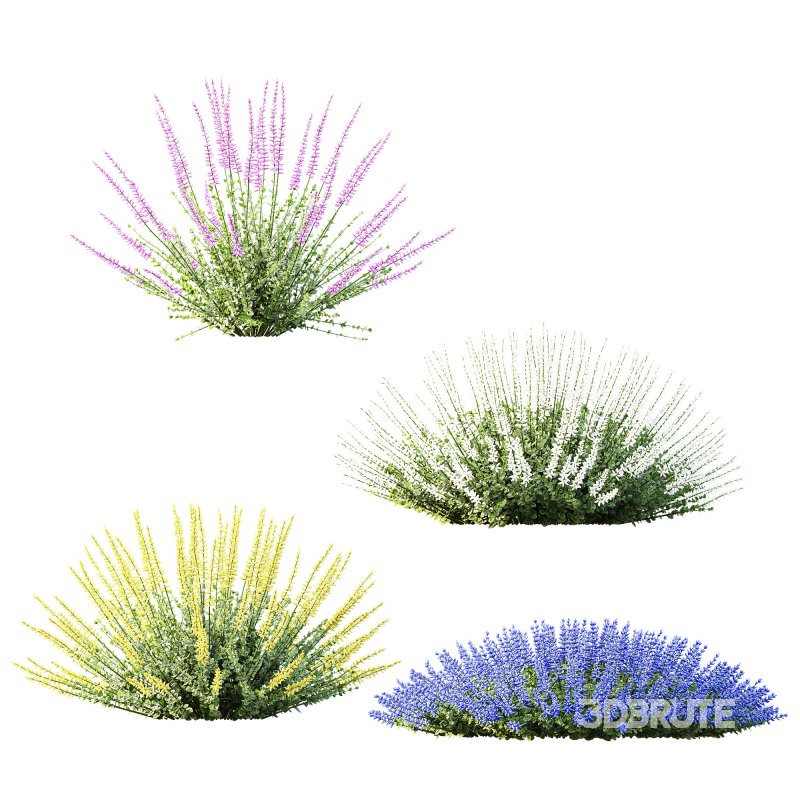 AV Plant Calluna Vulgaris Helena Summer Broom Heather Garden Girls01 Image 2