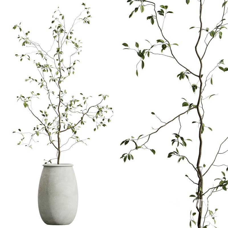 AV Indoor Plants Set 271 Japandi Ficus Dracaena Marginata and Foliage Dollar Authentic Eucalyptus Bouquet Image 2