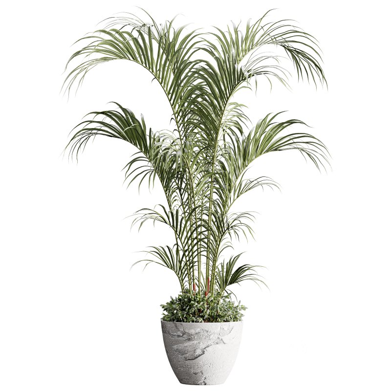 indoor plants 125 – plant in pot Image 5