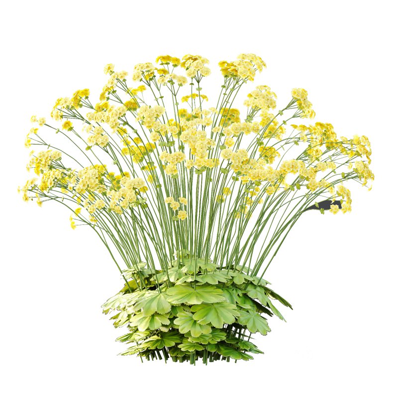 Alchemilla mollis flower Plant 03 Image 2
