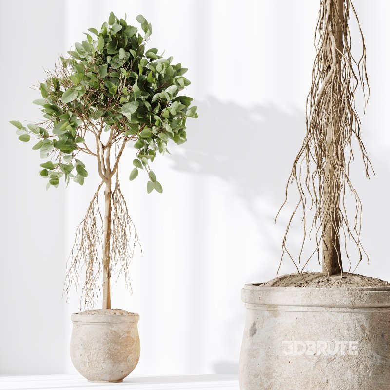 AV Indoor Plants Set 258 Olive Eucalyptus and Palm Paradise and Dracaena and Briful Image 8