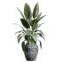 AV Indoor Plants Set 277 Ficus Elastica Beliza Tineke and Yucca Aloifolia Rostrata Palm and Japandi Ficus Dracaena Marginata - Thumbnail 1
