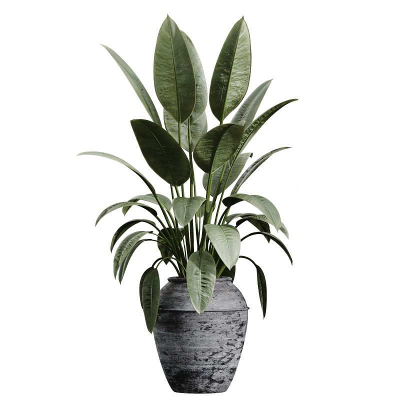 AV Indoor Plants Set 277 Ficus Elastica Beliza Tineke and Yucca Aloifolia Rostrata Palm and Japandi Ficus Dracaena Marginata Image 1