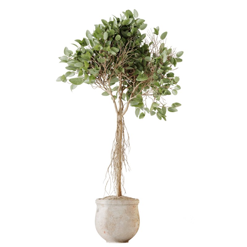 AV Indoor Plants Set 258 Olive Eucalyptus and Palm Paradise and Dracaena and Briful Image 2