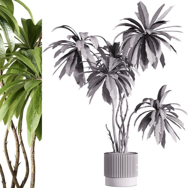 indoor plants – 45 plant in pot Image 2