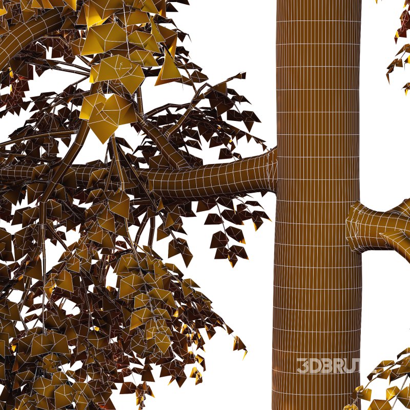 Alder Tree 02 Image 2