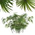 AV spring bushes Sambucus Nigra and Rhapis Excelsa - Thumbnail 3