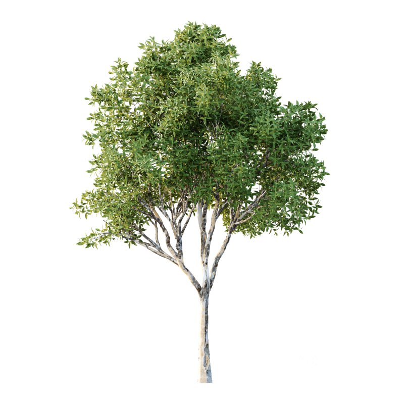 Sydney Blue Gum Tree 03 Image 4