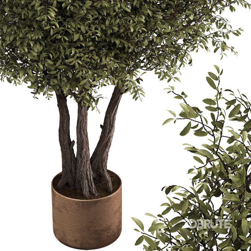 Indoor plant set 06 Image 3