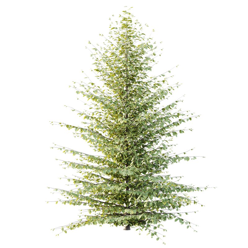 Fagus Grandifolia Tree 06 Image 6