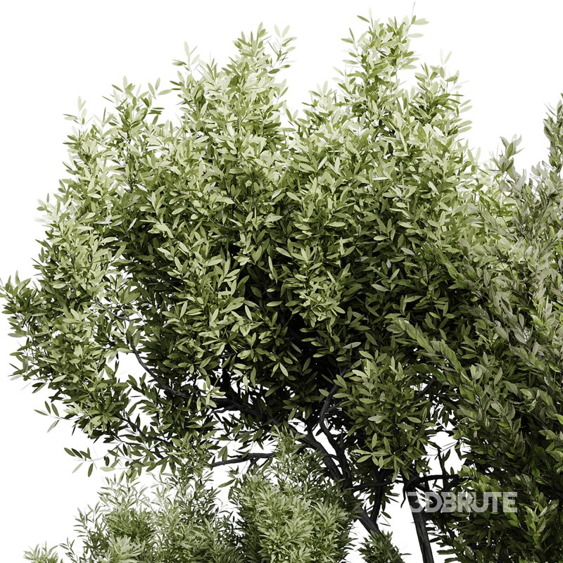 indoor plants 112 – plant collections in pot Image 4