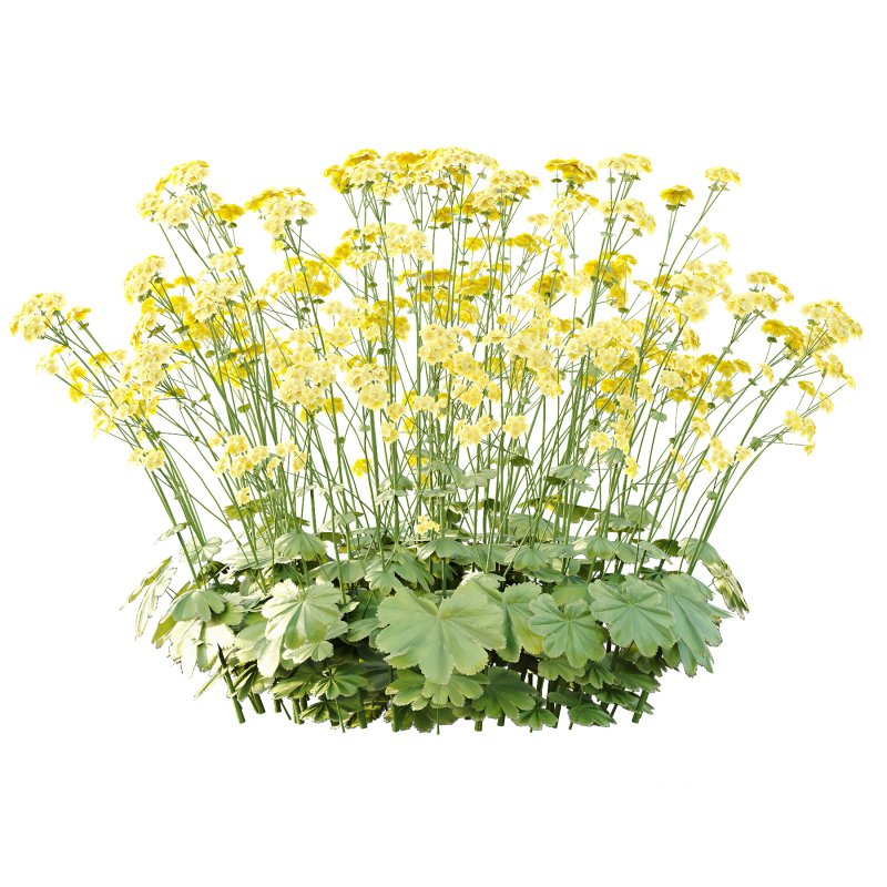 Alchemilla mollis flower Plant 02 Image 3