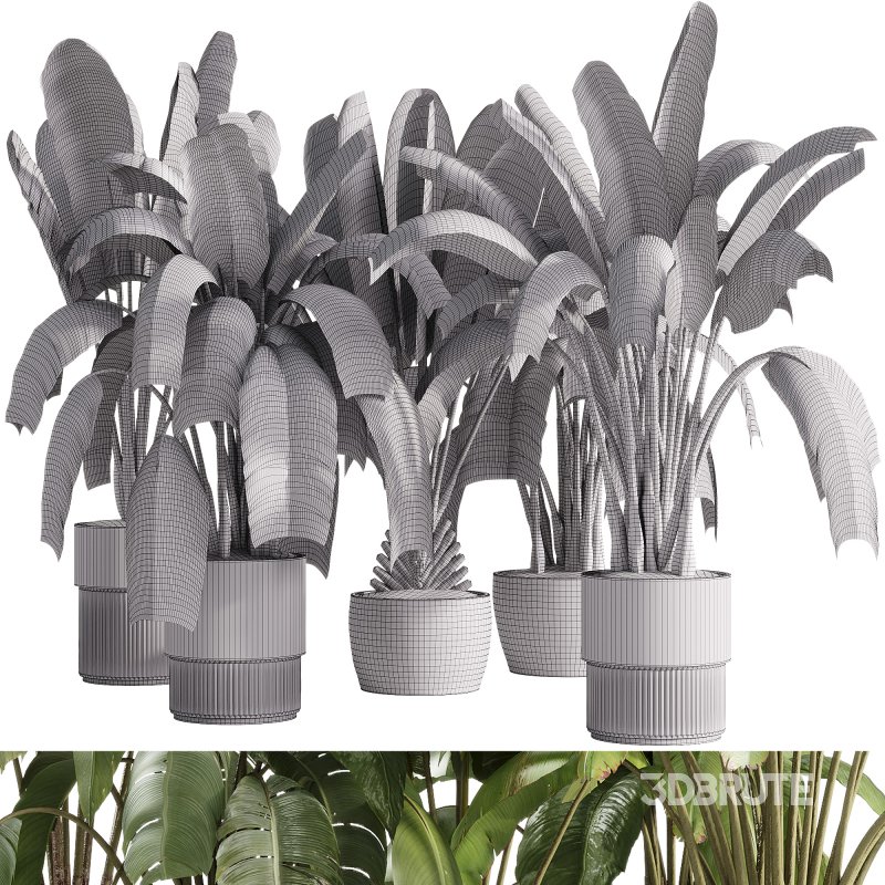 indoor plants – 36 plant collections in pot_corona Image 5