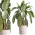 indoor plants – 39 plant in pot_corona - Thumbnail 4