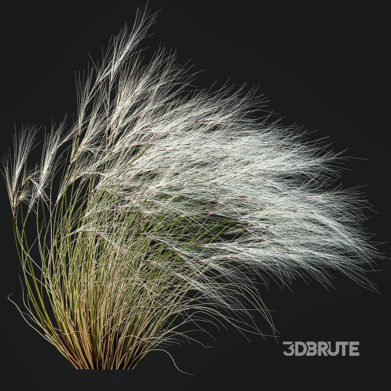 ntal grasses that elevate any exterior or landscape visualization with their delicate motion and architectural grace. This set features two species renowned for their feather-like texture and dynamic forms: Image 2