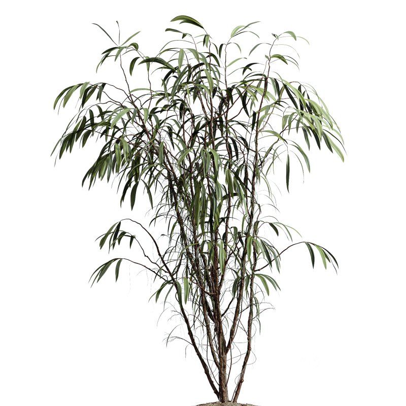 ntal hybrid originally cultivated in Southeast Asia. All models are placed in vertical fluted cylindrical concrete planters with subtle gradient bases, enhancing their architectural clarity and elevating any visual space. Image 1