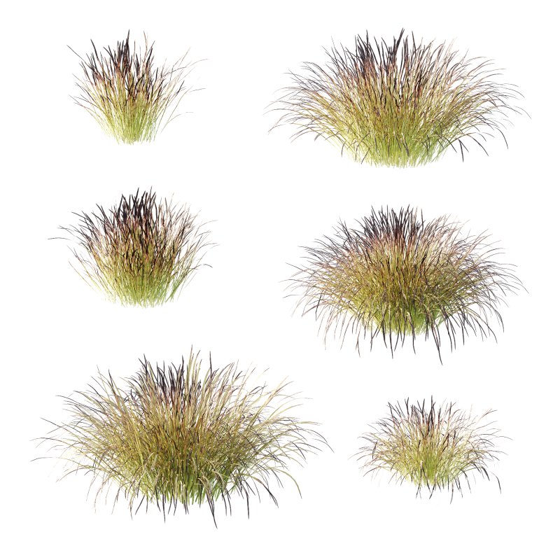 Carex Elata Aurea Grass 03 Image 4