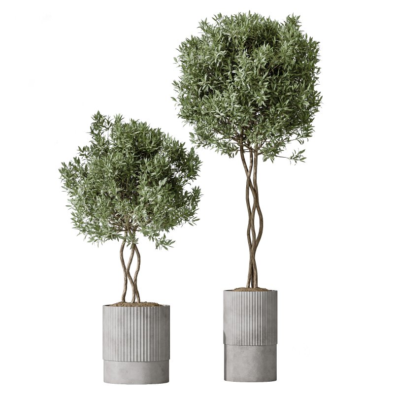 ntal hybrid originally cultivated in Southeast Asia. All models are placed in vertical fluted cylindrical concrete planters with subtle gradient bases, enhancing their architectural clarity and elevating any visual space. Image 2