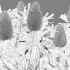 Banksia prionotes – Acorn banksia 02 - Thumbnail 4