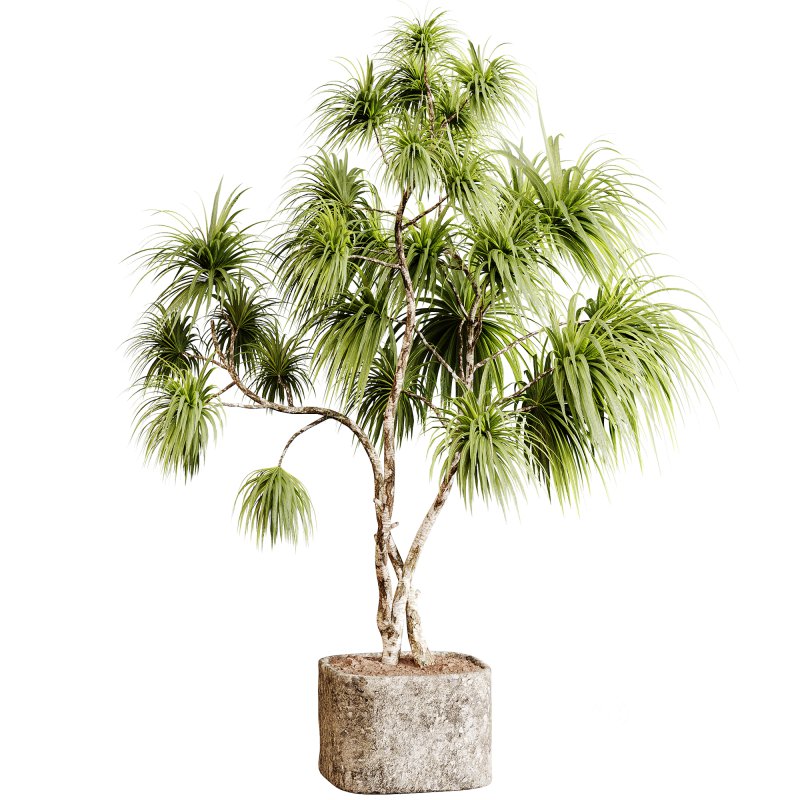 Indoor plants 99 – Plant in pot Image 2