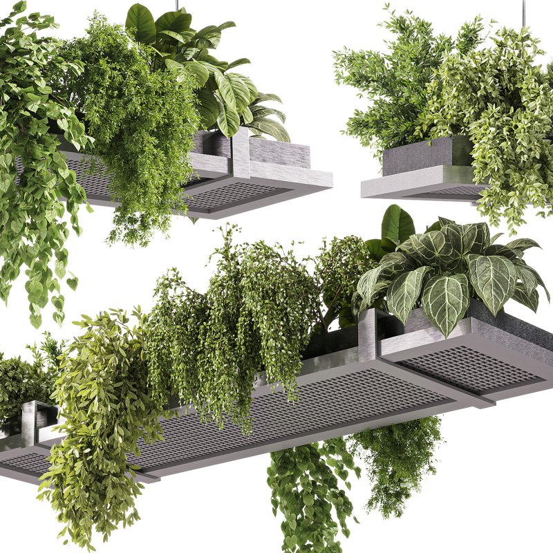 indoor plants – 52 Hanging indoor plant Image 4