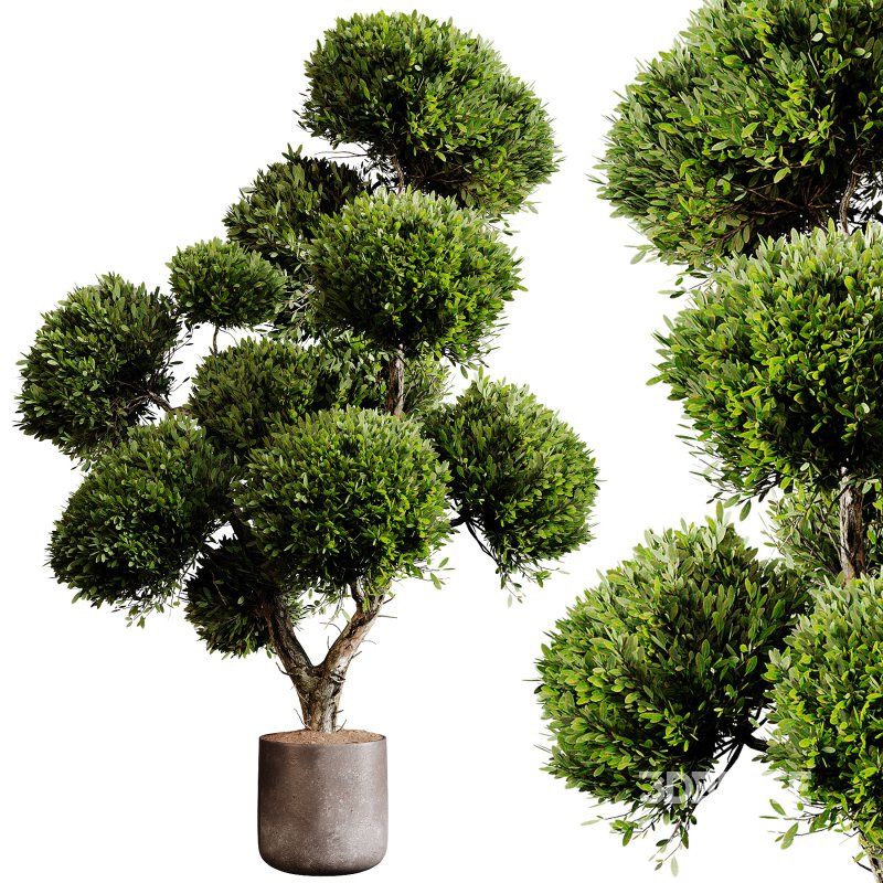 Indoor plants 75 – Plant in pot Image 3