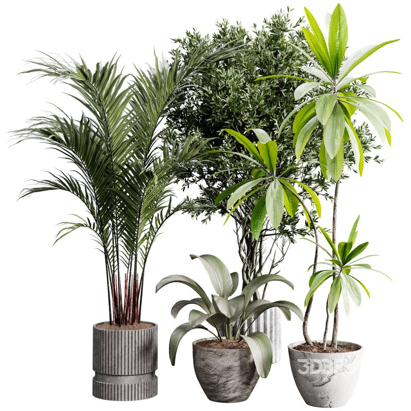 indoor plants 117 – plant collections in pot Image 4