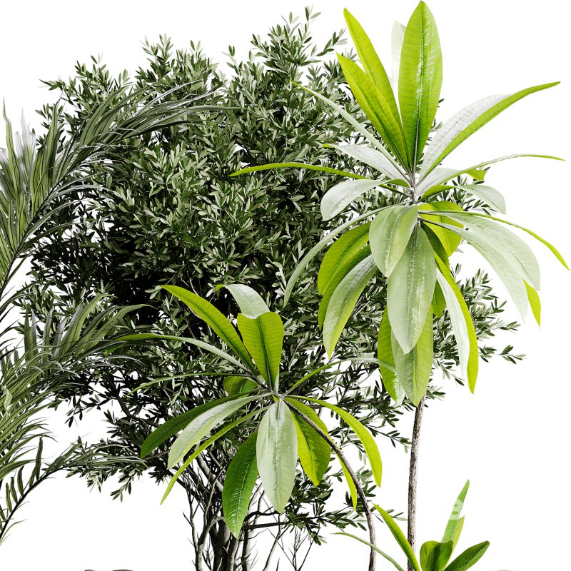 indoor plants 117 – plant collections in pot Image 2