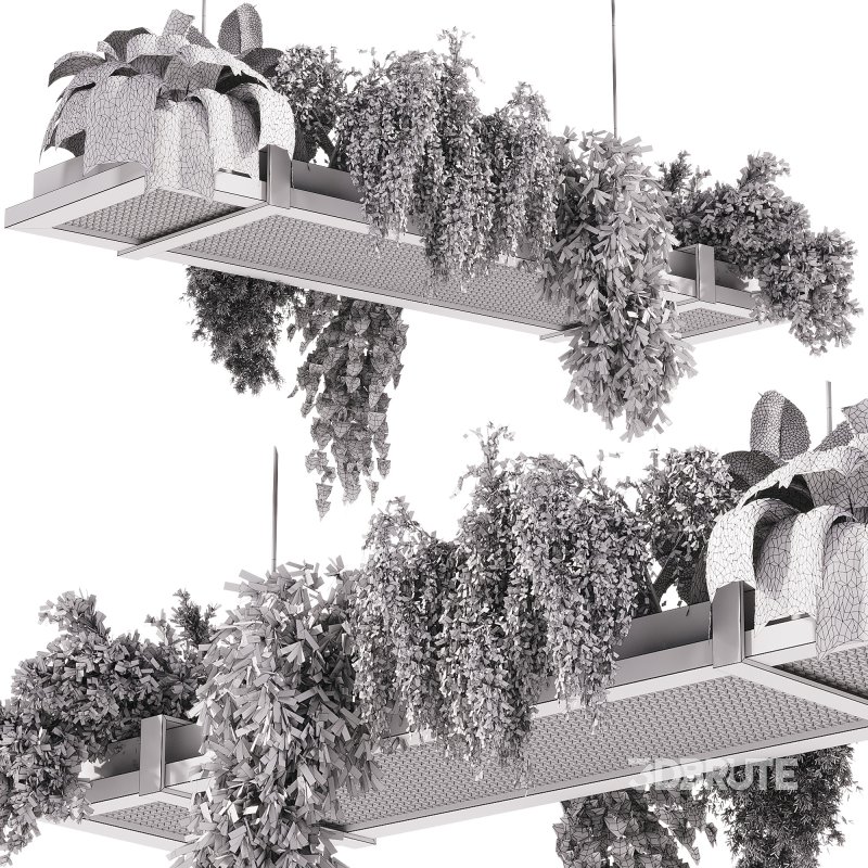 indoor plants – 52 Hanging indoor plant Image 3