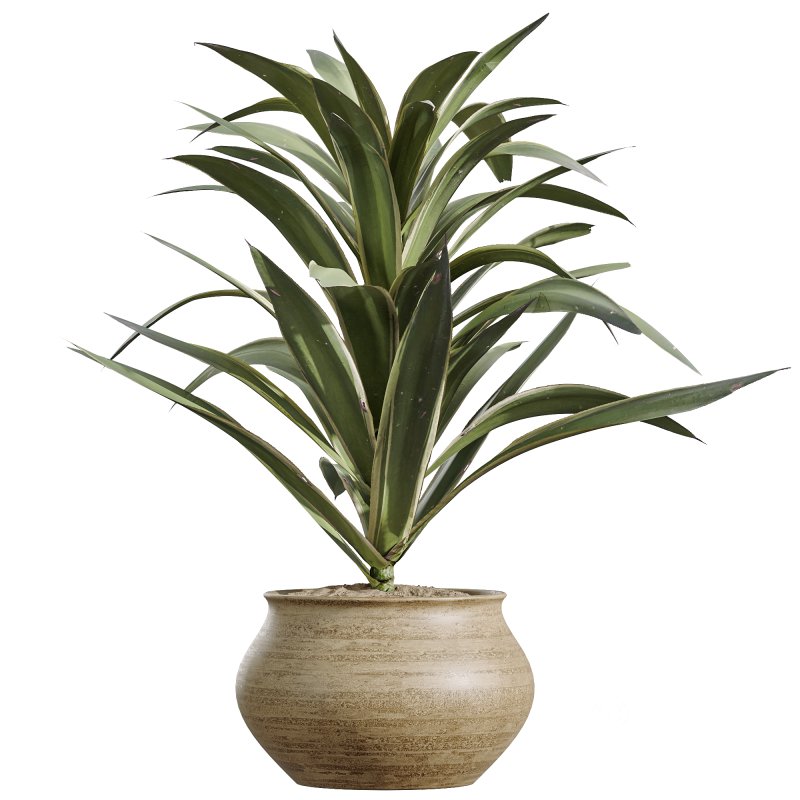 AV Indoor Plants Set 258 Olive Eucalyptus and Palm Paradise and Dracaena and Briful Image 5