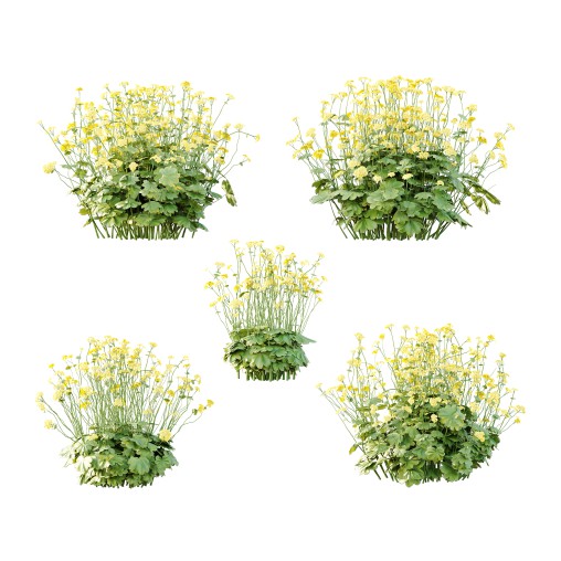 Alchemilla mollis flower Plant 01