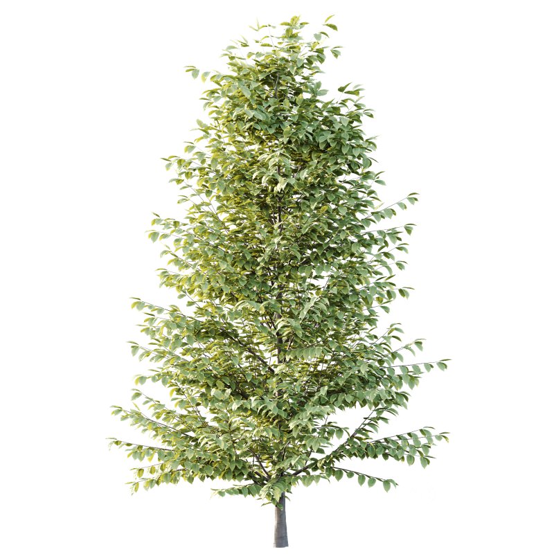 Fagus Grandifolia Tree 04 Image 4