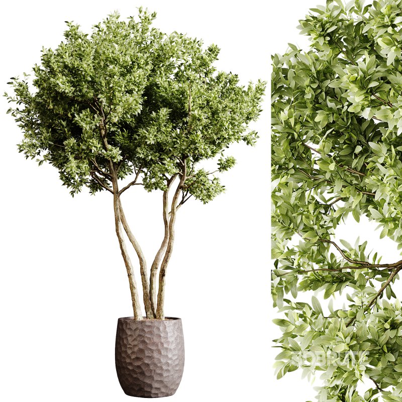 Indoor plants 78 – Plant in pot Image 4