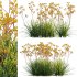 Anigozanthos flavidus – Kangaroo Paw 02 - Thumbnail 1