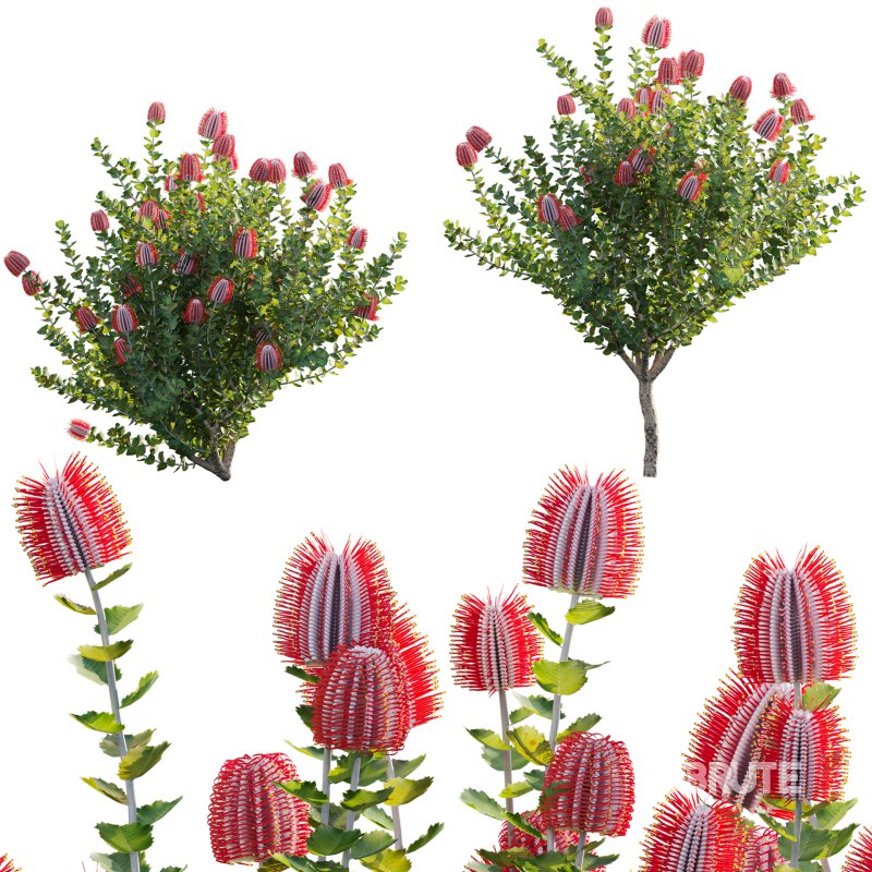 Scarlet Banksia – Banksia coccinea 02 Image 1