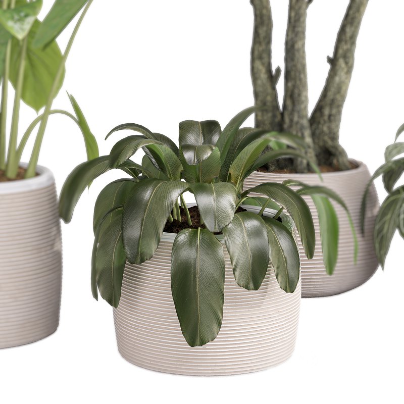 Indoor Collection plants 04 Image 9