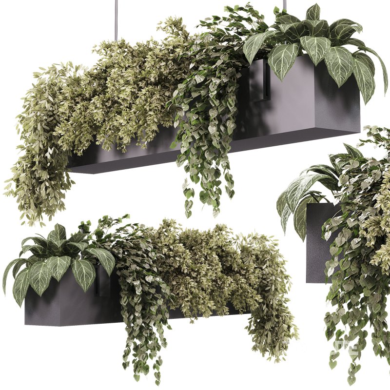 Indoor plants – 35 hanging indoor Plants Image 3