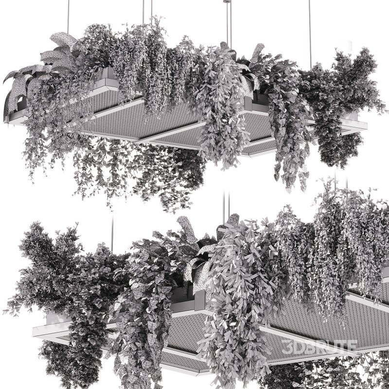 indoor plants – 51 Hanging indoor plant Image 6