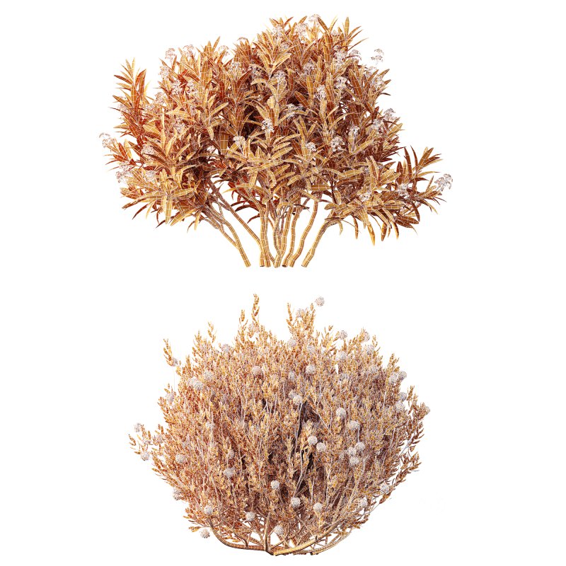 AV Spring flowering shrubs Nerium Rose Pink and Ixora Jasmine Coccinea Red Yellow Image 8