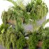 Indoor plant- 20 metall and wooden in box on stand - Thumbnail 4