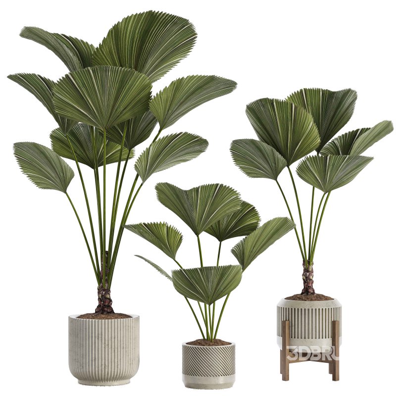 Indoor Plant 04 – Licuala Palm Image 1