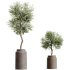 AV Indoor Plants Set 276 Olive Elegant Mission and Banana Strelitzia Nicolai and Areca Palm - Thumbnail 5