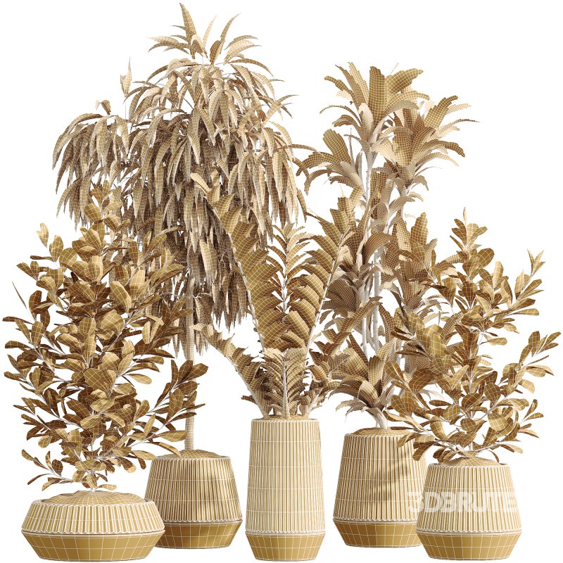 AV Indoor Plants Set 252 Ficus Microcarpa Zamiifolia Binnendijkii Warneckii Lemon Lime Image 6