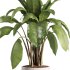 indoor plants – 38 plant in pot_corona - Thumbnail 1