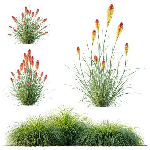 ntal grass native to moist meadows across Europe and western Asia. Its arching lime-yellow blades form dense mounds that shimmer in the light, offering a soft, flowing texture ideal for borders, ground covers, and contemporary garden compositions.