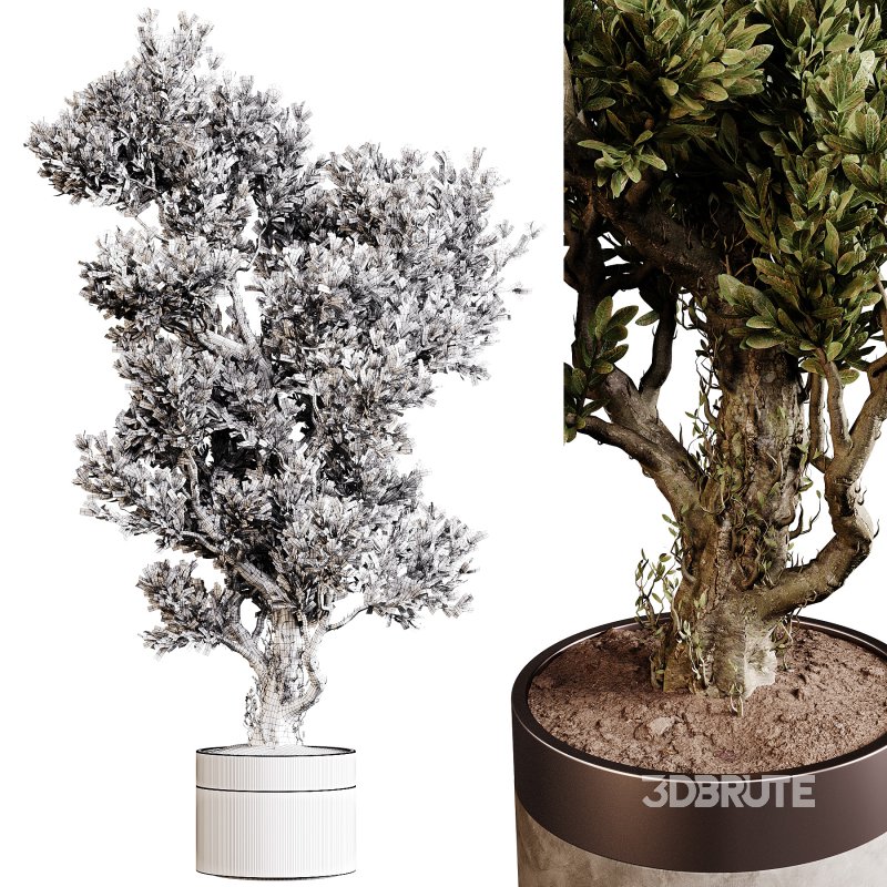 Indoor plants 84 – Plant in pot Image 4