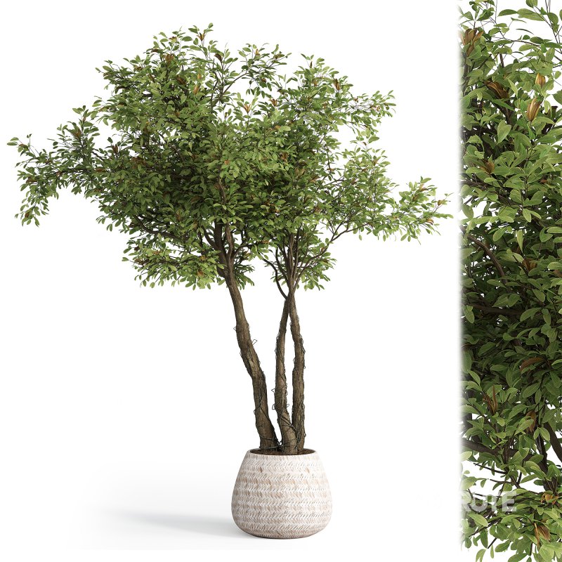 Indoor plant set 03 Image 4