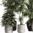 indoor plants – 34 plant collections in pot - Thumbnail 5